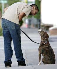 Best Friends Magazine: Dangerous Breeds?