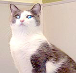 Click here to learn more about the featured cat.
